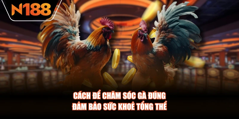 Cách để chăm sóc gà đúng, đảm bảo sức khoẻ tổng thể